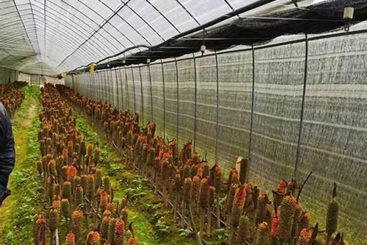 魔芋用什么肥料产量高 附施肥注意事项
