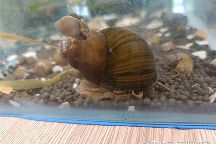 鱼塘养殖中施磷肥能起怎样作用