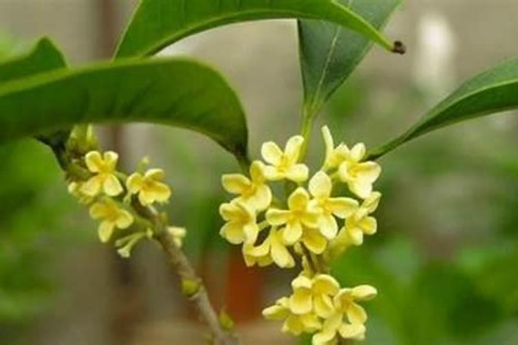 桂花叶子边缘变黄是什么原因