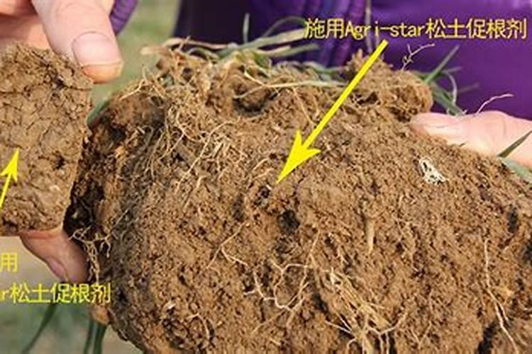 大蒜返青肥施什么肥好