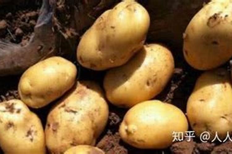 土豆追肥时间和追什么肥 种土豆芽朝上还是朝下