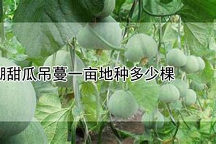 水肥管理不当,难怪种的瓜不甜,甜瓜正确的施肥方法有哪些？