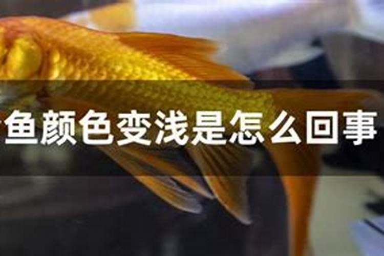 鱼汤为何是乳白色的而不是透明色的？