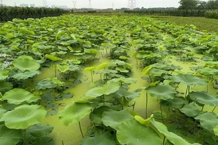 磷肥可以杀青苔吗