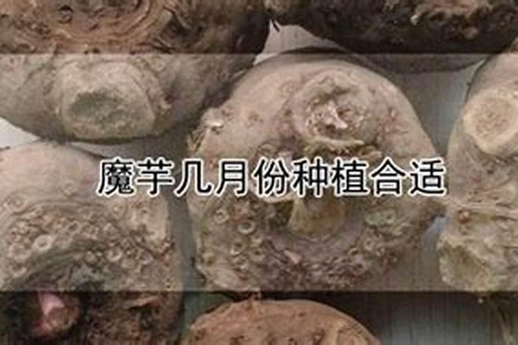 魔芋第二次追肥用什么肥？