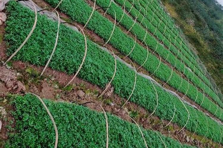 花椒在四月份的肥料用尿素钙镁磷肥氯化钾混合比例应该是怎么样百度...
