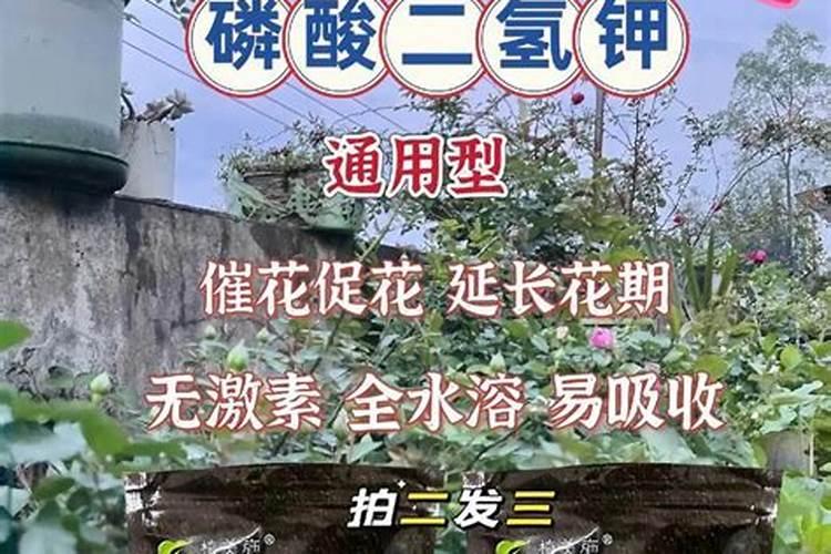 黄腐酸钾多少钱一点吨