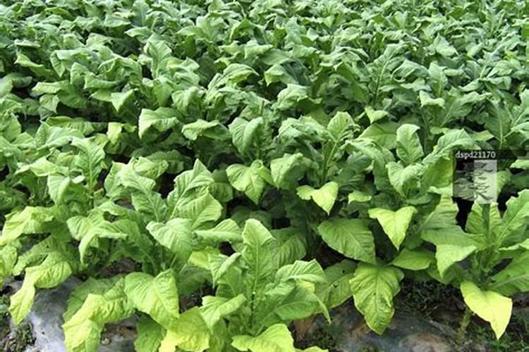 大樱桃树杀菌药有哪些