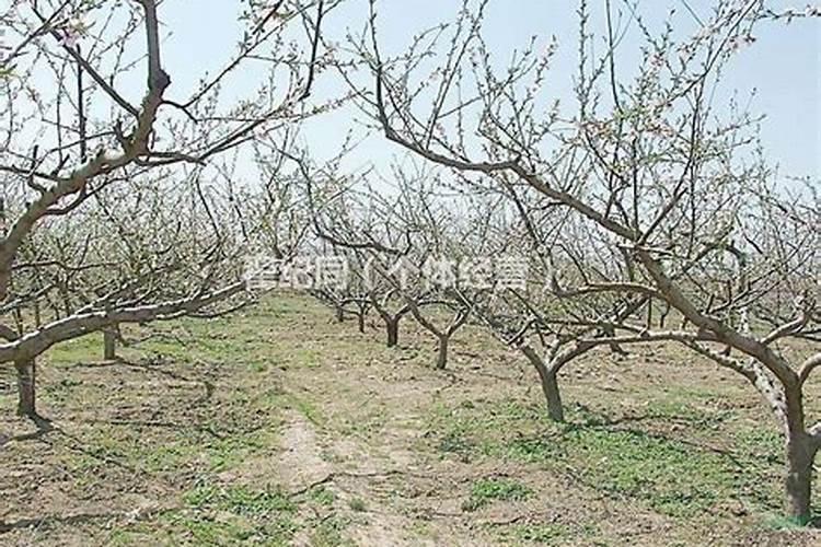 苹果树补钙的叶面肥有哪些苹果树叶面肥一年喷几次都喷什么肥