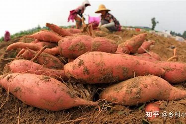 红薯打什么叶面肥增产 植物叶面肥有哪些