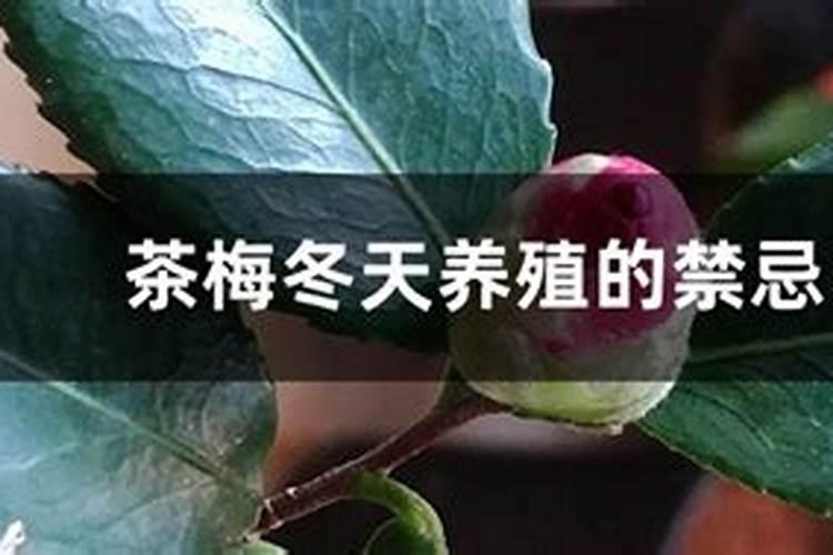 茶梅如何养