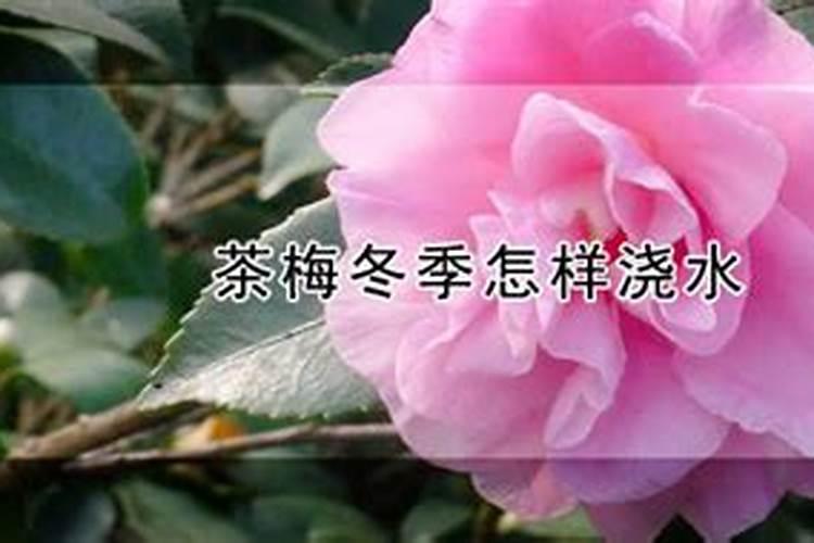 茶梅冬天养殖的禁忌,缺乏光照大量追肥