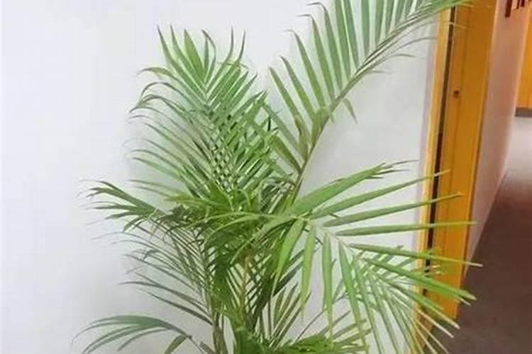 散尾葵凤尾竹的养殖方法和注意事项