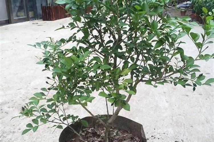 玉米种植过程及管理