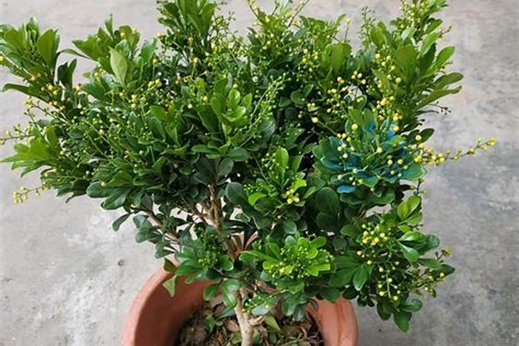 米兰花怎么浇水施肥,四季水肥管理及注意事项
