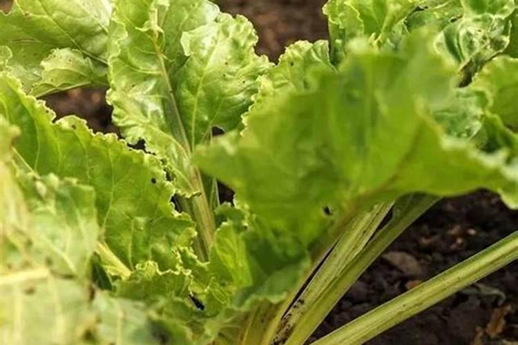 甜菜需吸收多少氮磷钾养分？