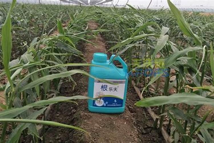 柠檬树怎么施肥？