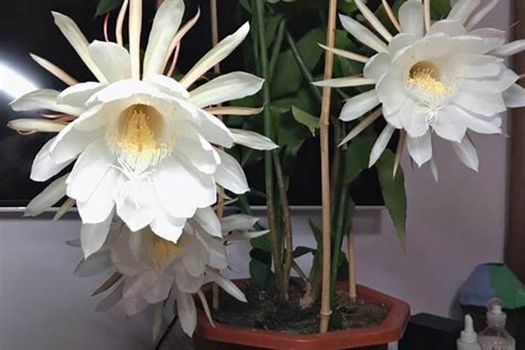 昙花不开花怎么办