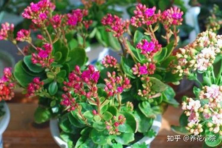 长寿花开花时能施肥吗