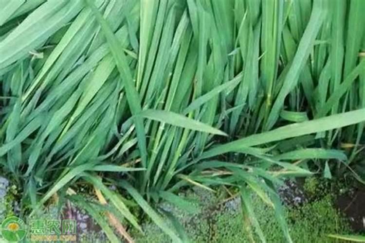 水溶肥与复合肥同时冲施效果怎样