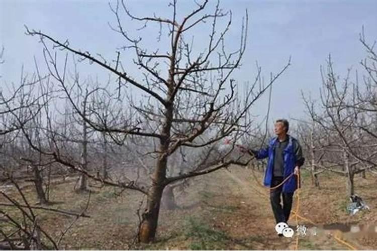 氨基酸叶面肥果树涂杆枝术怎么操作？