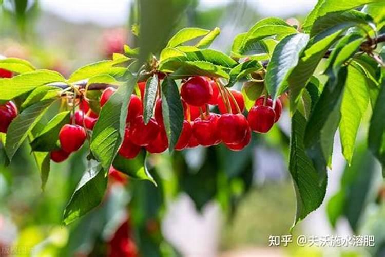 牡丹花能直接喷施叶面肥吗