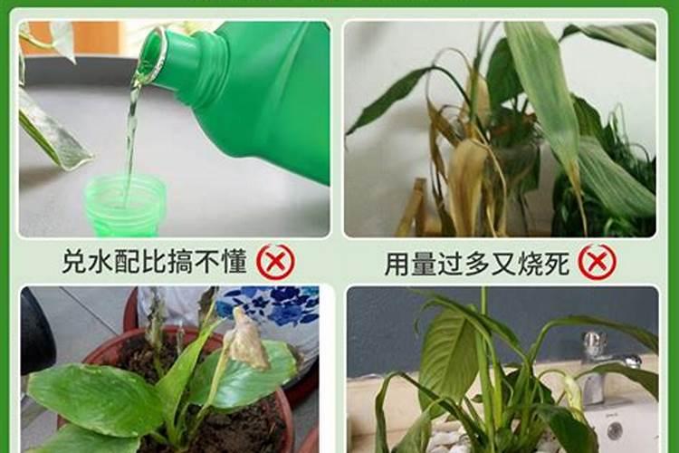 火鹤和红掌是一样的吗