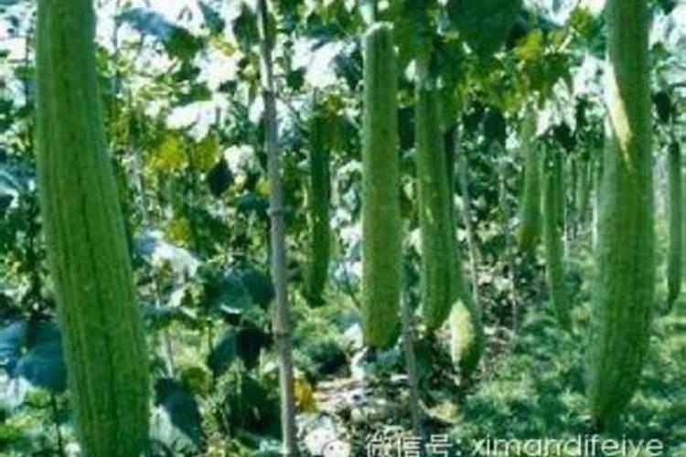 丝瓜光开花不结果叶子多什么原因