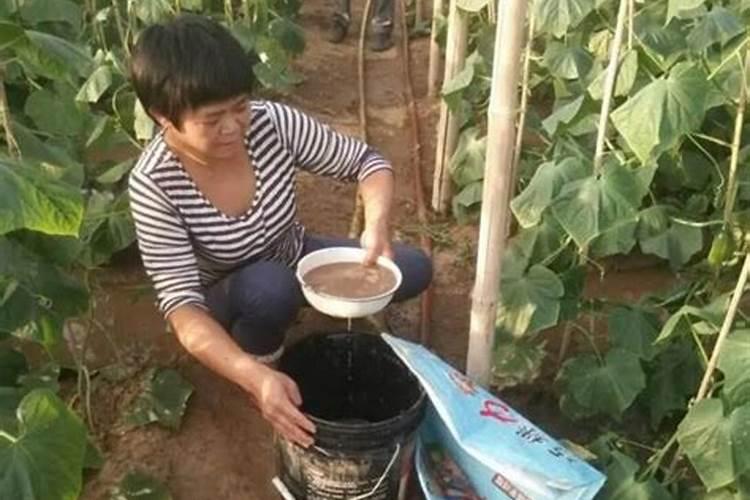 给文竹浇糖水大概要放几勺糖？