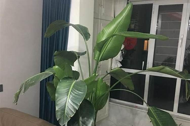 天堂鸟夏季黄叶了怎么办