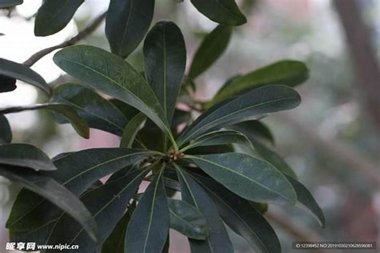 杨梅树要怎样根外施肥？