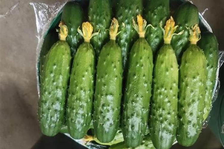 大棚芸豆什么时候控旺