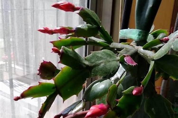 养蟹爪兰用什么肥料