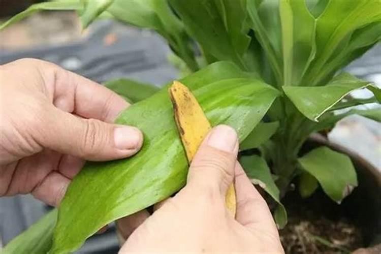 用铁盒泡火龙果皮能浇花吗