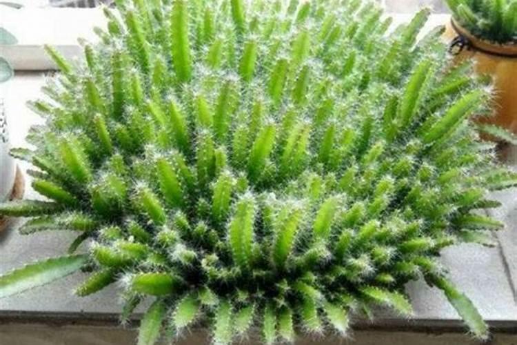 火龙果皮怎么做花肥