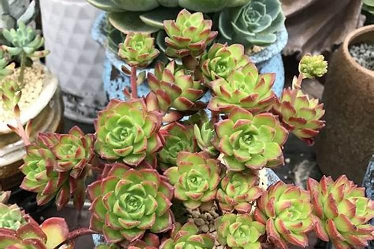 豌豆苗的功效与作用