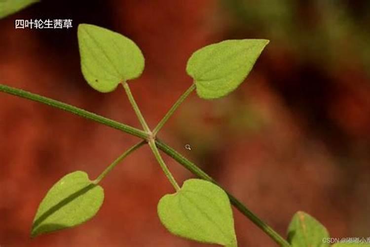 磷肥尿素与复合肥区别