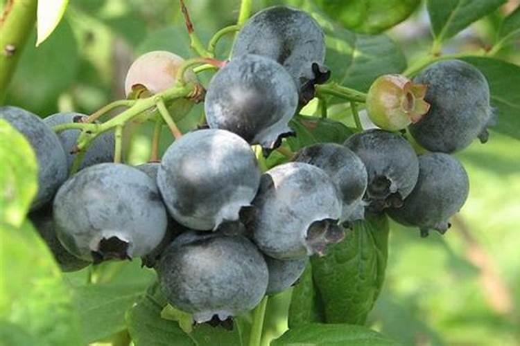种植西瓜用什么肥料