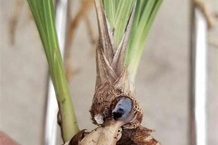 想要种植一些兰花,那么一般兰花什么季节施肥最合适？