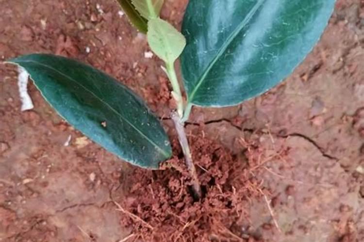 茶花的根怎样才能发的好？