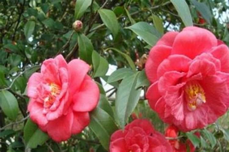 茶花施什么肥最好
