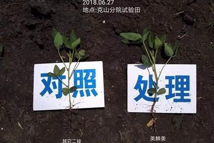种植萝卜有哪些注意事项？需不需要摘叶？