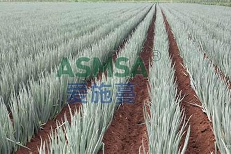 蒜苔长出来能喷喊腐植酸水溶肥和大量元素吗？