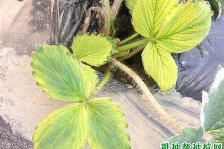 草莓缺铁症防治方法