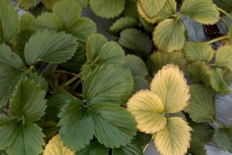 草莓需要施什么肥料