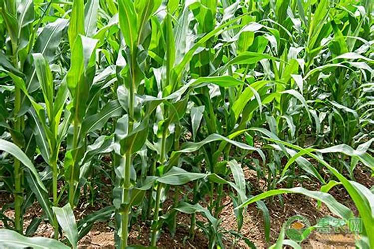 玉米底肥氮磷钾最佳比例