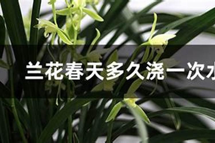 兰花怎样施肥 兰花如何施肥