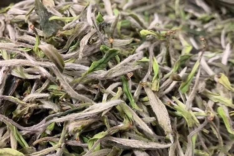 种植茶叶要注意的事项