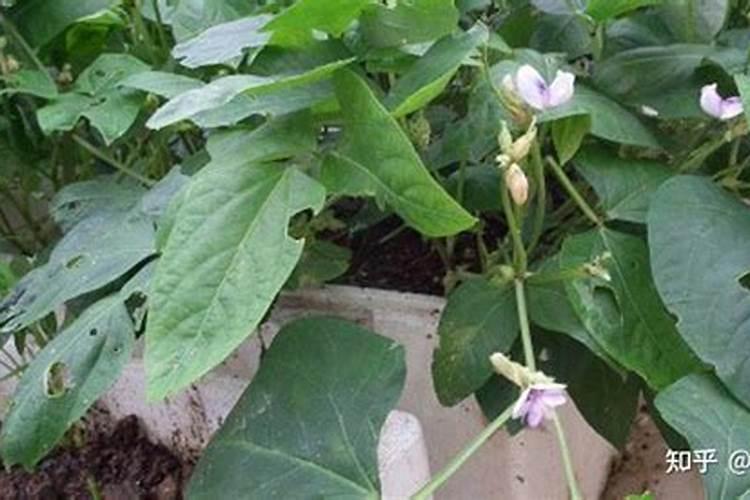 豆角能冲高钾肥料吗