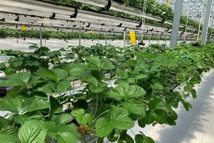 在草莓移植成活后应如何放置如何浇水